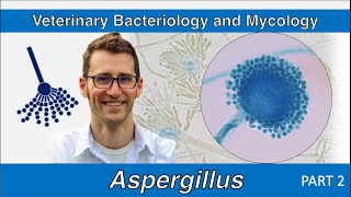 Aspergillus Part 2  Veterinary Bacteriology and Mycology [upl. by Jayme]