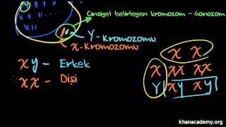 Cinsiyet Nasıl Belirlenir Cinsiyete Bağlı Özellikler Biyoloji  Genetik [upl. by Demmahom]