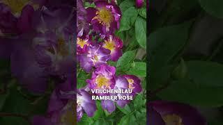 Best Thornless Roses You can Grow rose flower viral [upl. by Releehw]