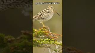 quotSnipe Documentary Life in Wetlandsquot [upl. by Dulciana]