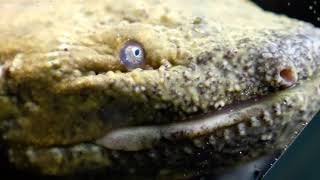 See what a hellbender looks like [upl. by Loresz]