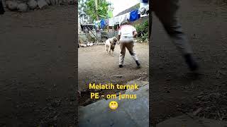 Sekolah Ternak 🤳👀🐐🐑 sekali waktu diajak bermain😁💞 [upl. by Ledniahs]