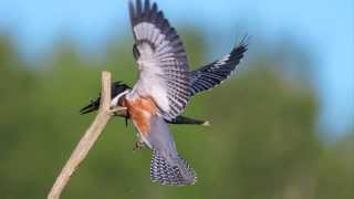 Belted Kingfisher photography video from a hide blind using placed perch—Wisconsin USA [upl. by Notrub]