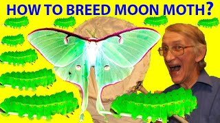 How to Breed American Moon Moth Actias luna Saturniidae Lepidoptera At Home Entomology At Home [upl. by Hogue]