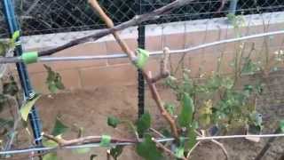 High Density Espalier Gardener  Apples amp Jujubes 031315 Update [upl. by Legnalos605]