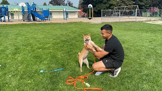 Teaching Shiba Inu how to recall [upl. by Llewon]