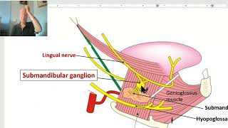 Anatomy of head and neck module in Arabic 34 Submandibular ganglion  by Dr Wahdan [upl. by Roybn]