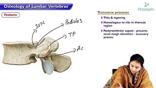 1 Osteology of Lumbar vertebrae  Anatomy of Abdomen  MBBS Lecture [upl. by Anilecram579]