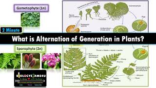 What is Alternation of Generations in Plants Sporophyte vs Gametophyte with examples [upl. by Luttrell]