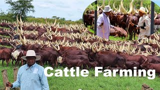 Africas Biggest Cattle Farmer Billionaire  Cattle Farming Business [upl. by Esenaj]