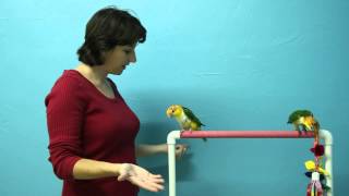 Parrot Training Getting Started Training Your Parrot [upl. by Annora]