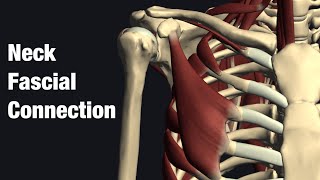 Anatomy and myofascial connection of infrahyoid muscles English [upl. by Cavuoto830]