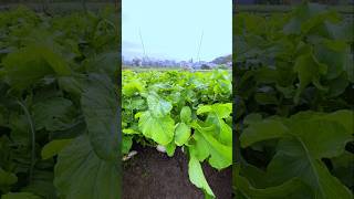 Radish farming tricks  amuli ki kheti shorts agriculture farming [upl. by Anaiv]