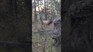 Ooo so close to this Bull Elk with a traditional long bow [upl. by Skcirdnek]