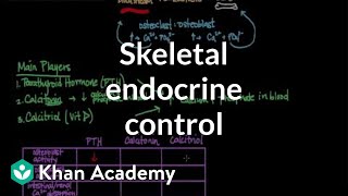 Skeletal endocrine control  Muscularskeletal system physiology  NCLEXRN  Khan Academy [upl. by Rokach]