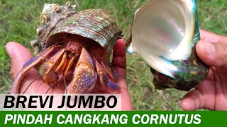 Kelomang Coenobita Brevimanus Pindah Cangkang Turbo cornutus  Aktifitas Kelomang  Crabpedia [upl. by Nemra]