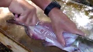 How to skin and fillet catfish by yourself [upl. by Marianna]