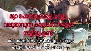 പോത്തുകളെ കാൾ ലാഭത്തിൽ വാങ്ങി ലാഭത്തിൽ വിൽക്കാൻ കഴിയുന്ന കാളകൾ 🔥 Palakkadan pets [upl. by Htiekel]