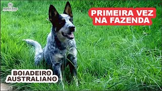 BOIADEIRO AUSTRALIANO  NA FAZENDA  BLUE HEELER [upl. by Silenay521]