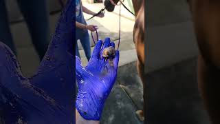 This Horse had his first sheath cleaning in 11 years look at his owners face [upl. by Hayward101]