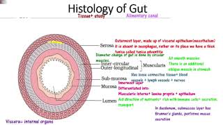 digestion part6 histologySerosaMuscularisSubmucosamucosa plexes NEETAIIMSMDCATNCERT [upl. by Anaihs]