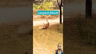 Leopard attack dog nature wildlife leopard and dog youtubeshorts [upl. by Irakuy833]