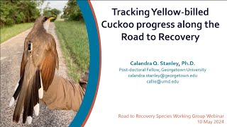 Tracking Yellowbilled Cuckoo Coccyzus americanus progress along the Road to Recovery [upl. by Maclaine]