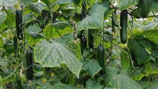 Polyhouse Cucumber  Downy Mildew  Disease Diagnose and Treatment [upl. by Aicirtap]