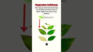 How much Epsom salt do you put in a planted aquarium  magnesium Deficiency in aquarium plants [upl. by Filip362]