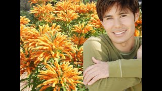 Leonotis leonurus Lions Tail care [upl. by Nodnab]