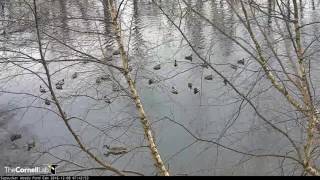 Feeder Shore Welcomes Mallards and American Black Ducks  Dec 8 2016 [upl. by Wood953]