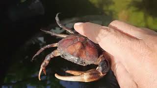 Crab raising in jars​ Very large crab crab animals crabby carbon crabgame [upl. by Nahem]