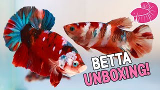 UNBOXING lots of Betta Fish from a Viewer [upl. by Oirom]