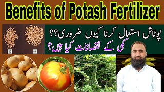 What are the benefits of using potash fertilizer  Bilal Kanju Official [upl. by Redyr]