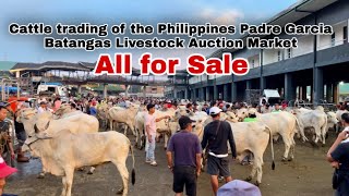 Price of cattle livestock auction market batangas philippines  quilting ganador at torete [upl. by Gwendolyn]