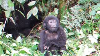 Gorilla Display  Secret Gorillas of Mondika  BBC Earth [upl. by Malina]