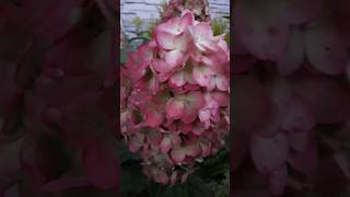 Hydrangea paniculata Colorful Cocktail hydrangeas garden plants paniculata flowers [upl. by Ylsew]