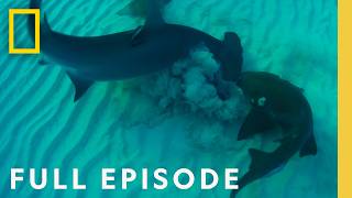 Ultimate Shark Showdown Bull Shark vs Hammerhead Full Episode  National Geographic [upl. by Arturo]