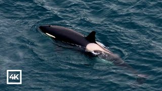 Wild Orcas  Killer whales [upl. by Nitsirc740]