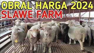 OBRAL 300 EKOR DOMBA HARGA MURAH 2024 SLAWE FARM [upl. by Nadbus]