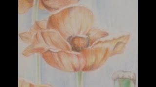 Come disegnare papavero con le matite colorate tutorial  how to draw poppy [upl. by Rie]