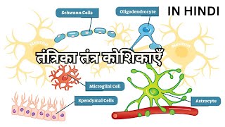 तंत्रिका तंत्र कोशिकाएँ Neuroglia Oligodendrocytes Astrocytes Microglia Ependymal Schwann Satellite [upl. by Hjerpe]