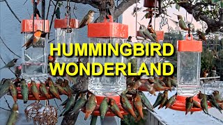 Hummingbird Wonderland in Studio City CA [upl. by Eilyab]