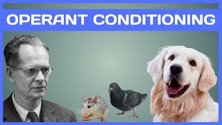 Operant Conditioning in Dog Training Demystified [upl. by Airtap520]