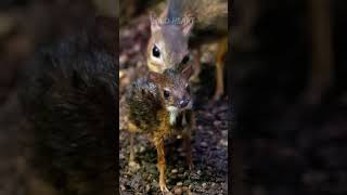 Chevrotain  The Mouse Deer [upl. by Eiggep]