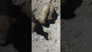 Giving food to hungry dog MrBeast [upl. by Giah]