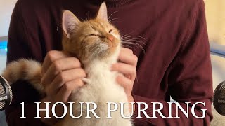 1 Hour  ASMR  Cats Purring for Relaxation and Deep Sleep [upl. by Kirbie176]