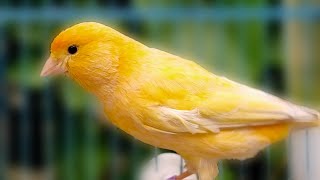 Canary Singing  Spanish Timbrado Canarys  Kenari Sounds [upl. by Benton]