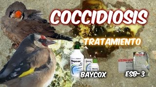 COCCIDIOSIS Tratamiento [upl. by Berke]