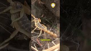 Fascinating World of SCORPIONS animals wildlife nature didyouknow [upl. by Derk]